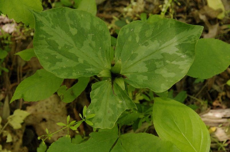 Trillium cuneatum, photographed by Eric Knight