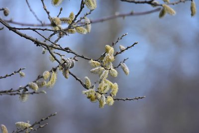 Salix atrocinerea, photographed by Zac Peterson
