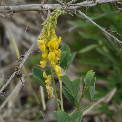 Crotalaria pallida, photographed by Claire Herzog