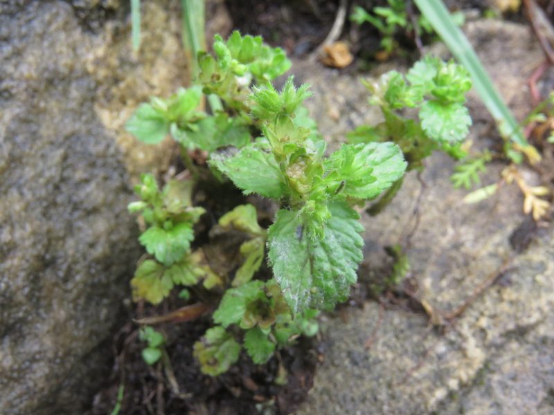 Veronica javanica, photographed by Juan Carlos Caicedo Hernández