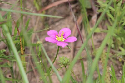 Sabatia campestris, photographed by Mimi Posey