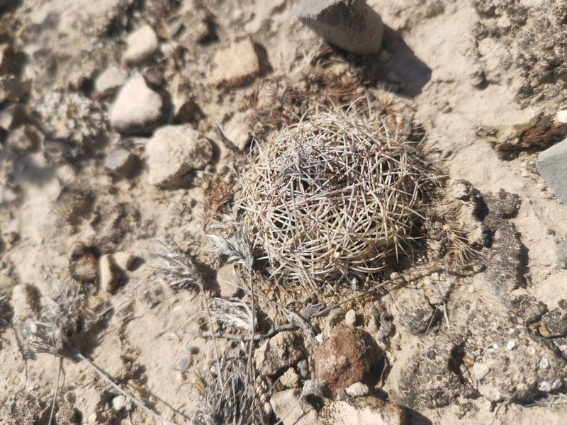 Coryphantha delicata, photographed by Francisco Martínez González