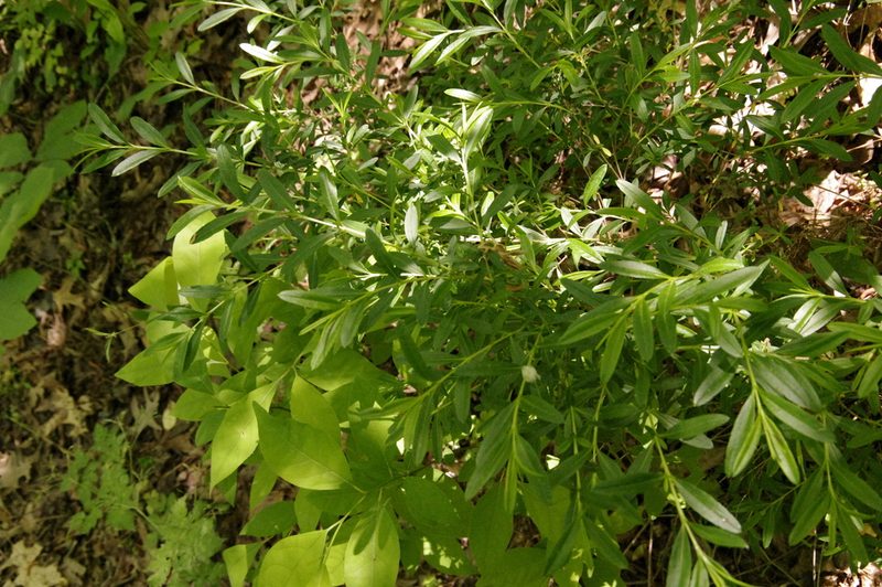 Hypericum prolificum, photographed by Eric Knight