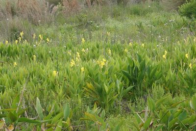 Canna flaccida