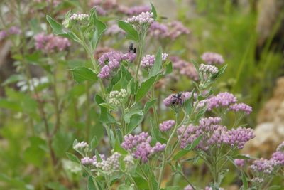 Pluchea odorata, photographed by Claire Herzog