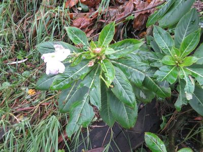 Impatiens sodenii, photographed by Juan Carlos Caicedo Hernández