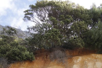 Phylica buxifolia, photographed by Tony Rebelo