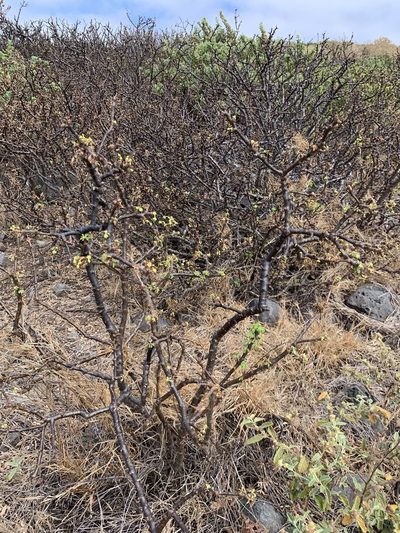 Euphorbia californica, photographed by william_hoyer
