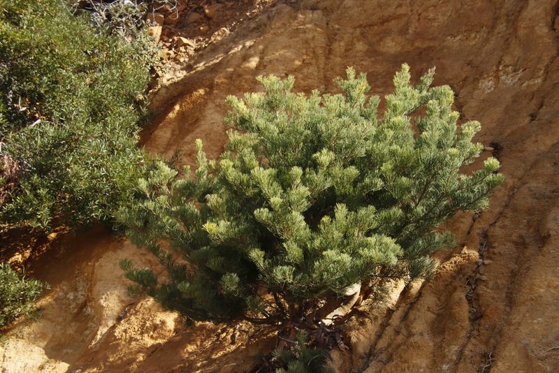 Hakea drupacea, photographed by Tony Rebelo