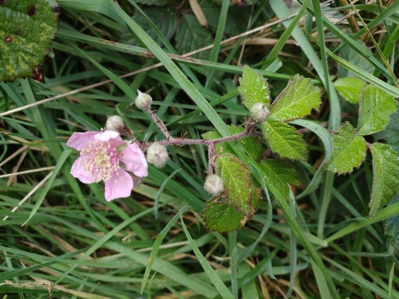 Rubus vestitus, photographed by Tom Ferguson