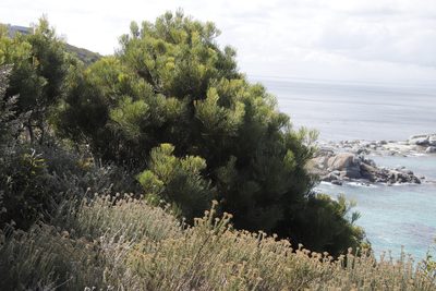 Hakea drupacea, photographed by Tony Rebelo