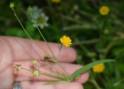 Krigia cespitosa, photographed by Amber M. King