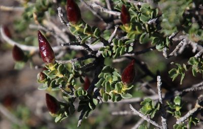 Pteronia adenocarpa, photographed by Tony Rebelo