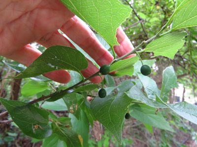 Celtis laevigata, photographed by Annika Lindqvist