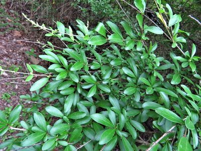 Ligustrum quihoui, photographed by Annika Lindqvist