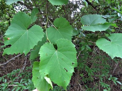Ampelopsis cordata, photographed by Annika Lindqvist