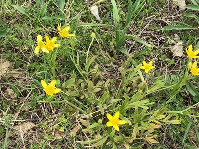 Ranunculus fascicularis, photographed by Craig Martin