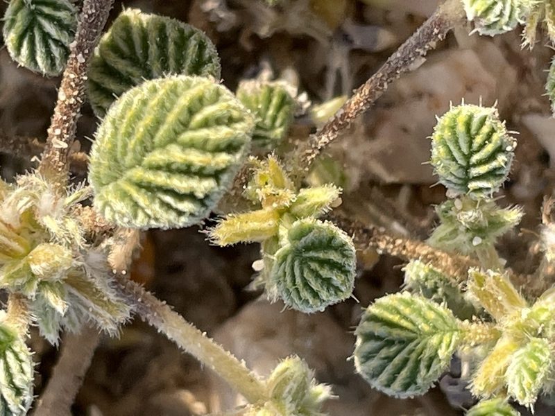 Tiquilia plicata, photographed by Bobby McCabe