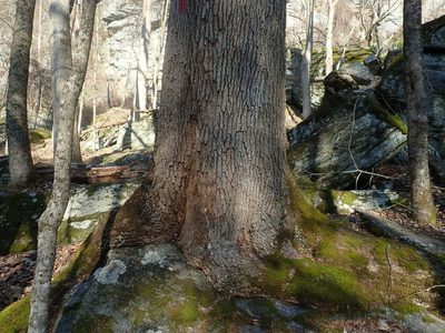 Fraxinus americana, photographed by Lynn Harper