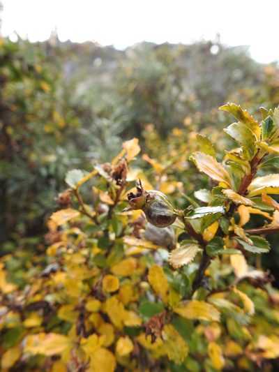 Escallonia serrata, photographed by María Regina Silva