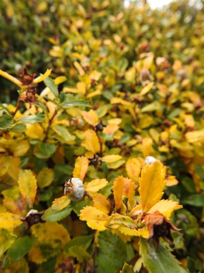 Escallonia serrata, photographed by María Regina Silva