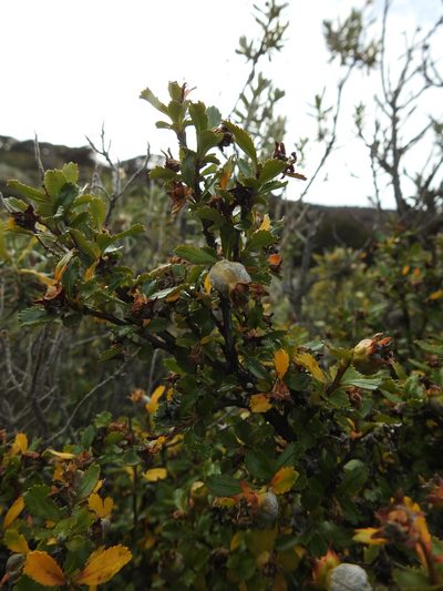 Escallonia serrata, photographed by María Regina Silva