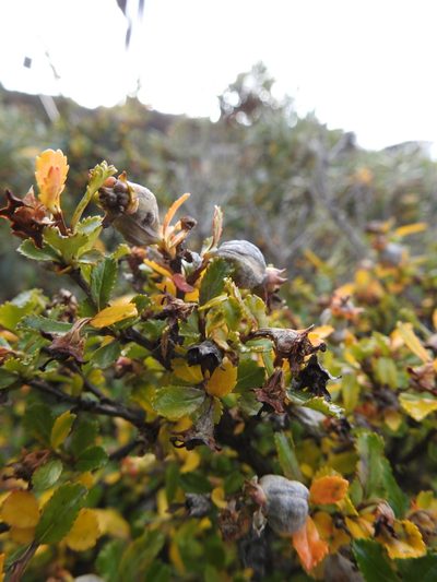 Escallonia serrata, photographed by María Regina Silva