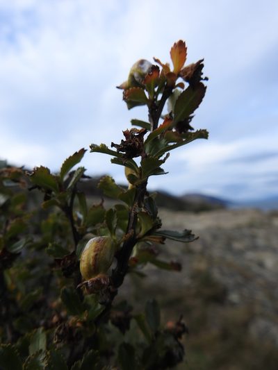 Escallonia serrata, photographed by María Regina Silva