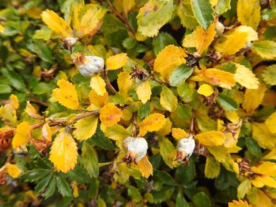 Escallonia serrata, photographed by María Regina Silva