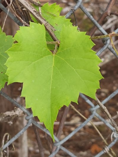Vitis monticola, photographed by Jo Roberts