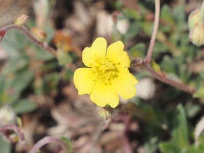 Helianthemum canum, photographed by Michael Knapp