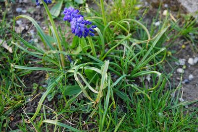 Muscari armeniacum, photographed by Patrick Hacker