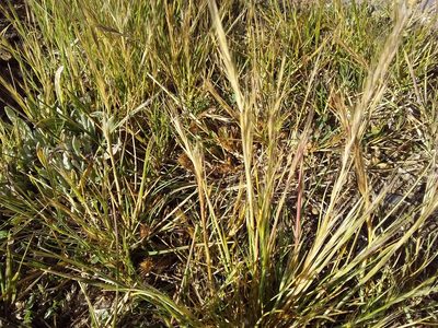Festuca bromoides, photographed by Humber Alberto