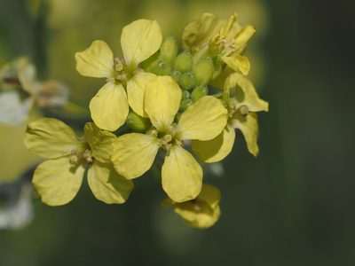 Sisymbrium orientale, photographed by Michael Knapp