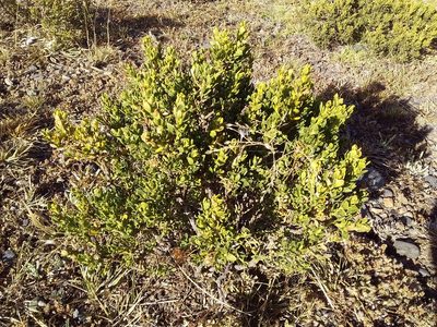 Baccharis tola, photographed by Humber Alberto