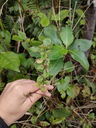 Epilobium pubens, photographed by Tom Ferguson