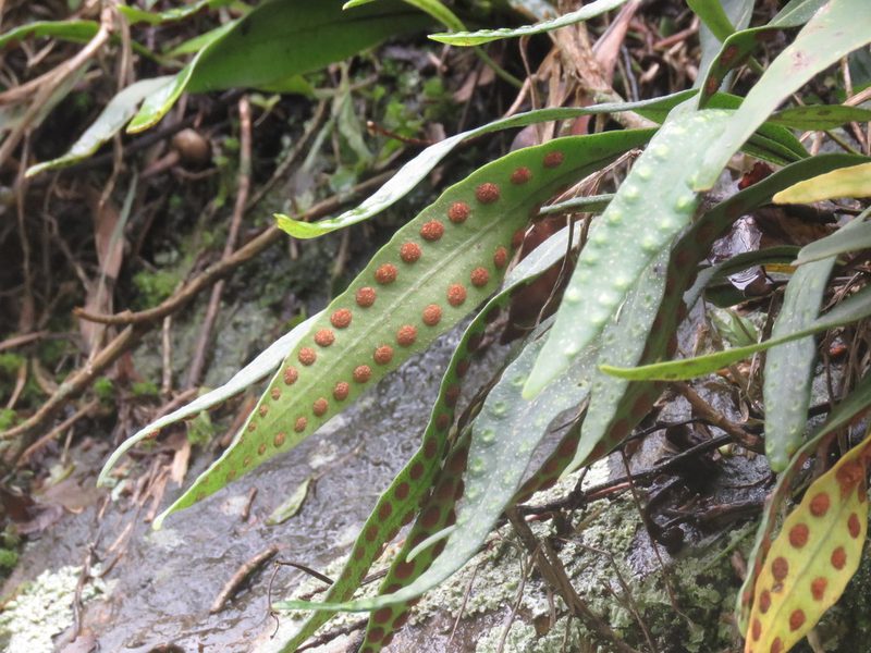 Pleopeltis macrocarpa, photographed by Juan Carlos Caicedo Hernández