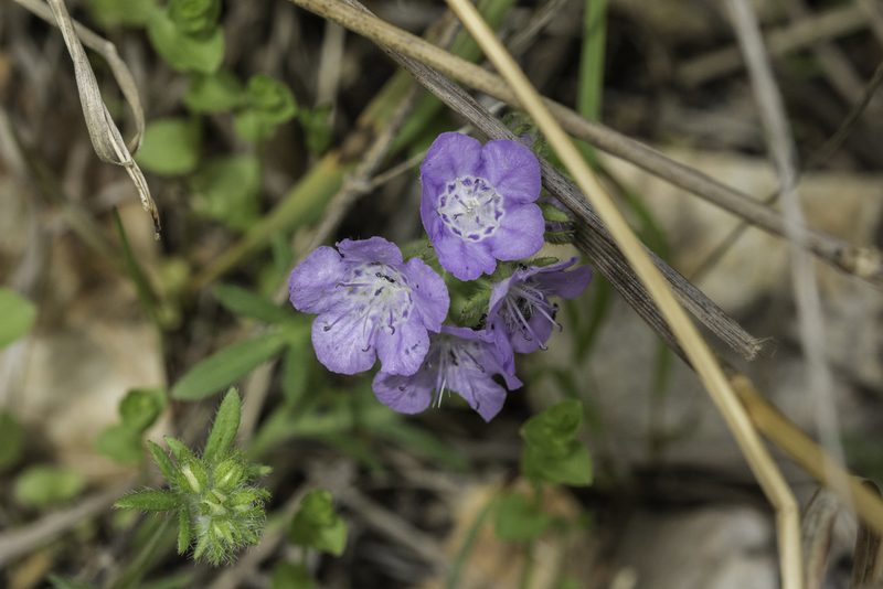 Phacelia hirsuta, photographed by Craig Martin