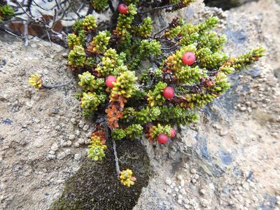 Empetrum rubrum, photographed by María Regina Silva