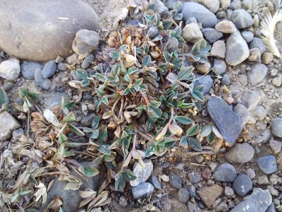 Trifolium amabile, photographed by Humber Alberto