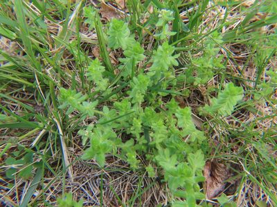Cruciata pedemontana, photographed by Bruce Slater