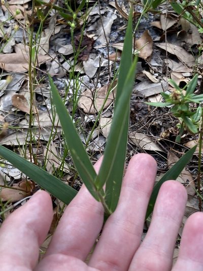 Amphicarpum muehlenbergianum, photographed by Jade Fortnash
