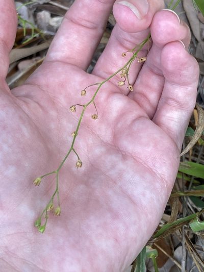 Nuttallanthus floridanus, photographed by Jade Fortnash