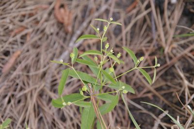 Euphorbia curtisii, photographed by Eric Knight