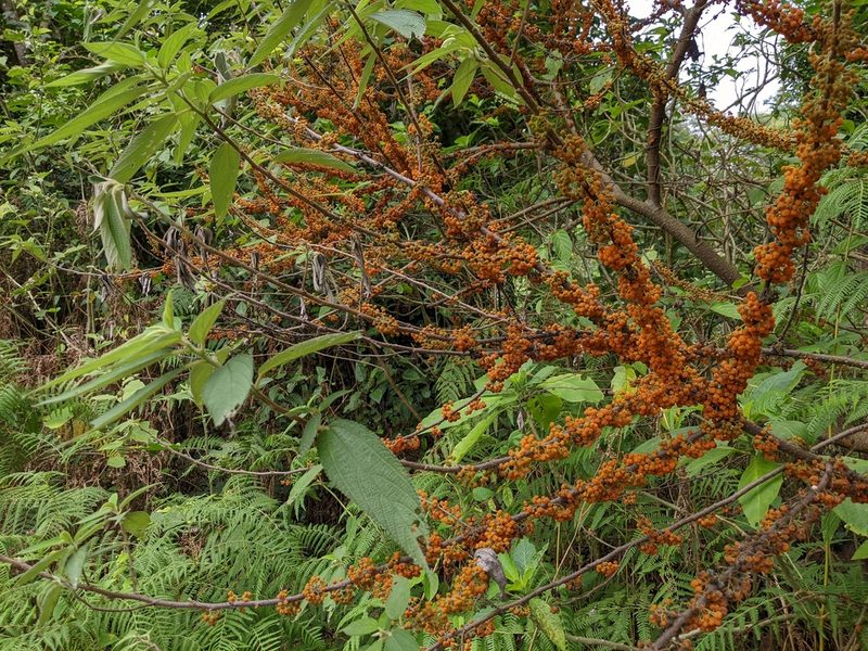 Debregeasia longifolia, photographed by Kristof Zyskowski