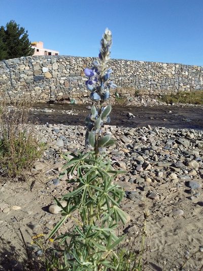 Lupinus altimontanus, photographed by Humber Alberto