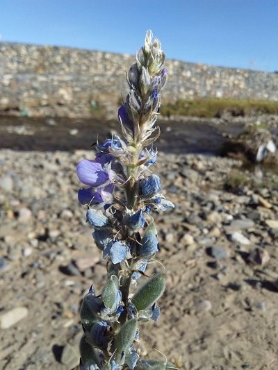 Lupinus altimontanus, photographed by Humber Alberto