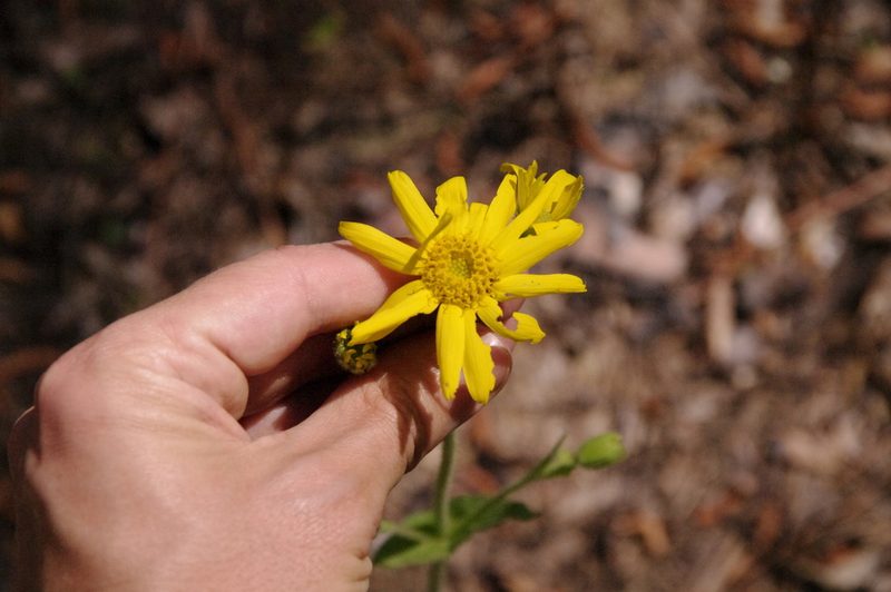 Arnica acaulis, photographed by Eric Knight
