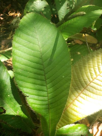 Acrotrema costatum, photographed by Shaan Aroeste