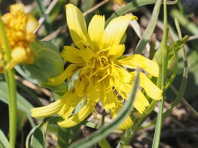 Takhtajaniantha austriaca, photographed by Michael Knapp